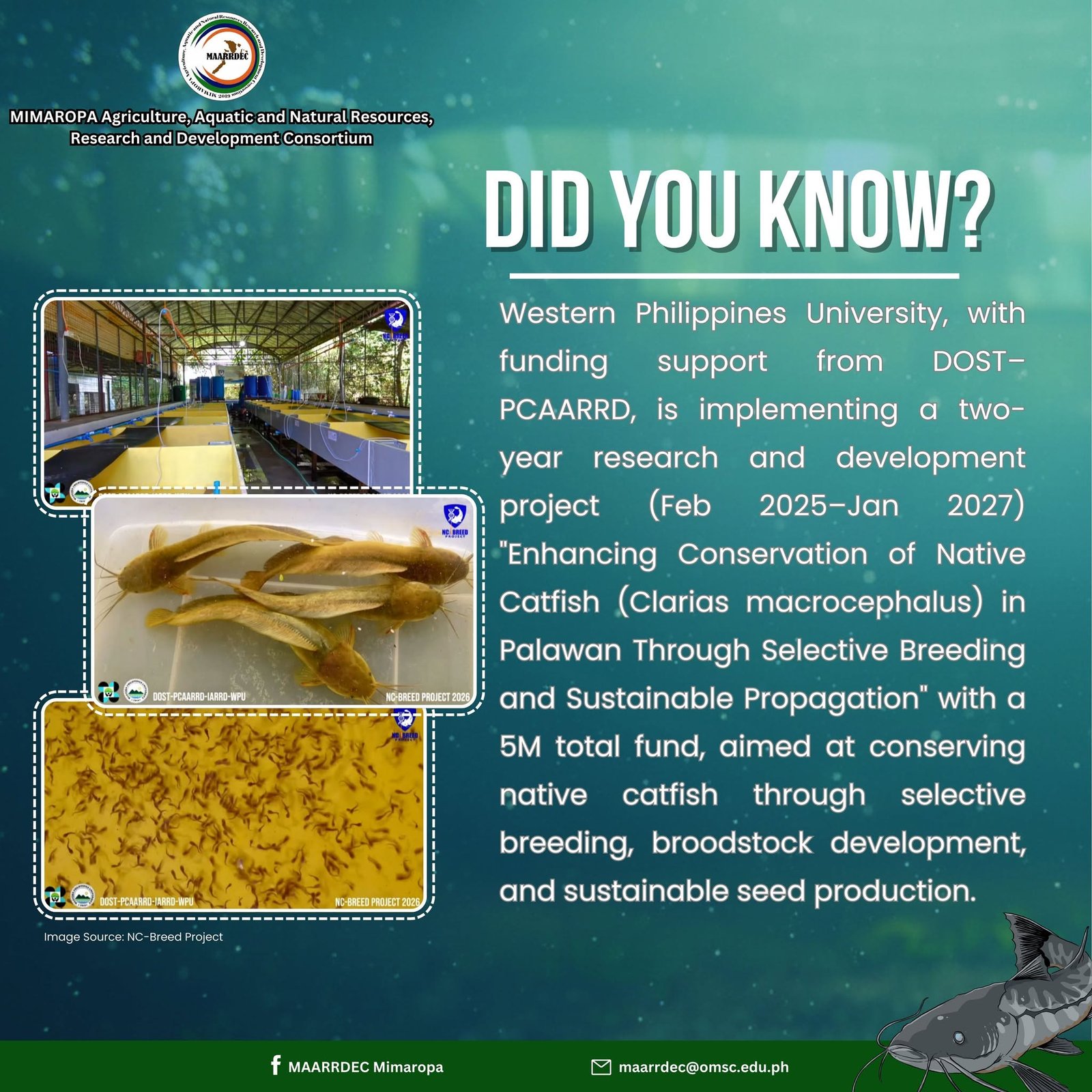 𝐒𝐚𝐯𝐢𝐧𝐠 𝐏𝐚𝐥𝐚𝐰𝐚𝐧’𝐬 𝐍𝐚𝐭𝐢𝐯𝐞 𝐂𝐚𝐭𝐟𝐢𝐬𝐡 - 𝐎𝐧𝐞 𝐅𝐫𝐲 𝐚𝐭 𝐚 𝐓𝐢𝐦𝐞!