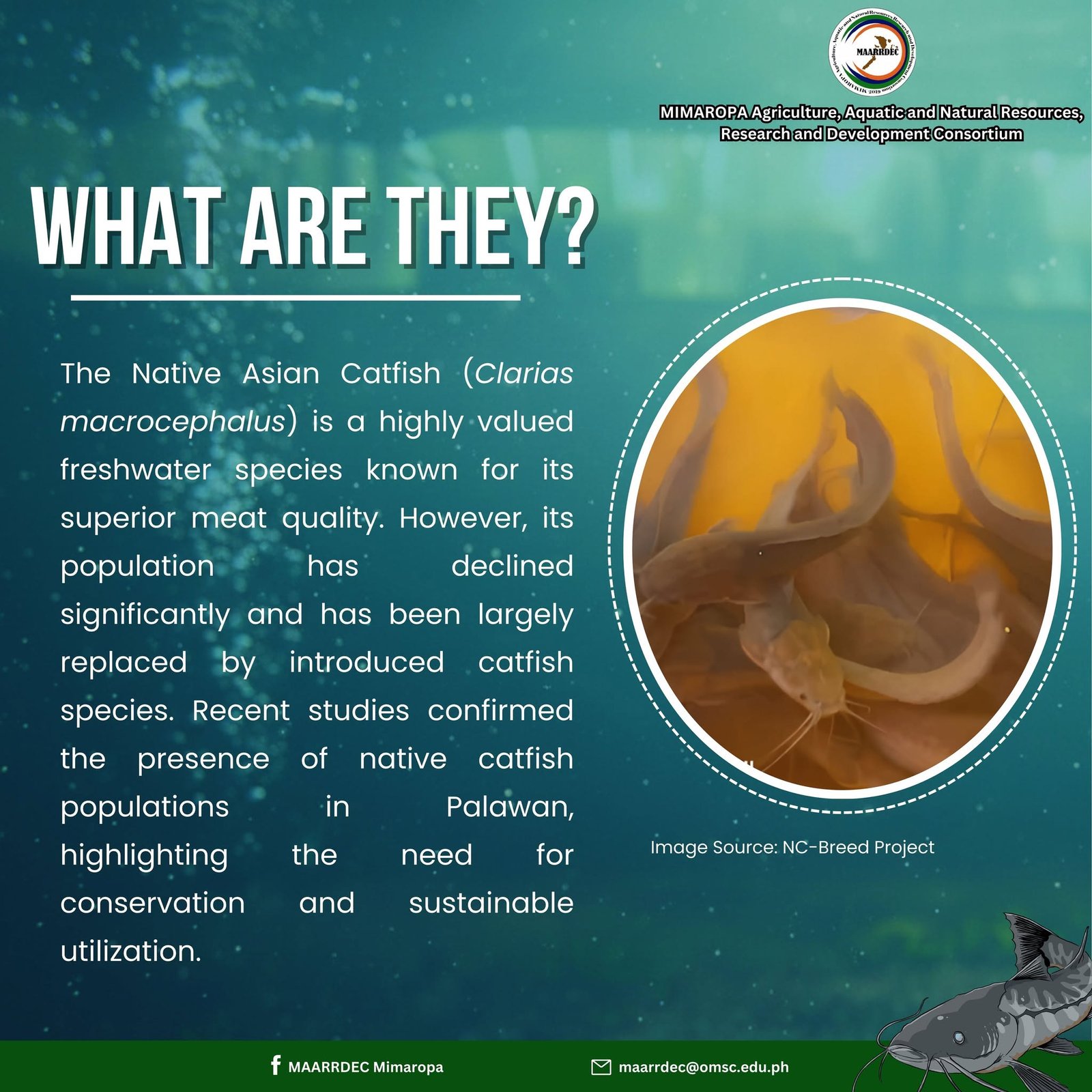 𝐒𝐚𝐯𝐢𝐧𝐠 𝐏𝐚𝐥𝐚𝐰𝐚𝐧’𝐬 𝐍𝐚𝐭𝐢𝐯𝐞 𝐂𝐚𝐭𝐟𝐢𝐬𝐡 - 𝐎𝐧𝐞 𝐅𝐫𝐲 𝐚𝐭 𝐚 𝐓𝐢𝐦𝐞! Banner